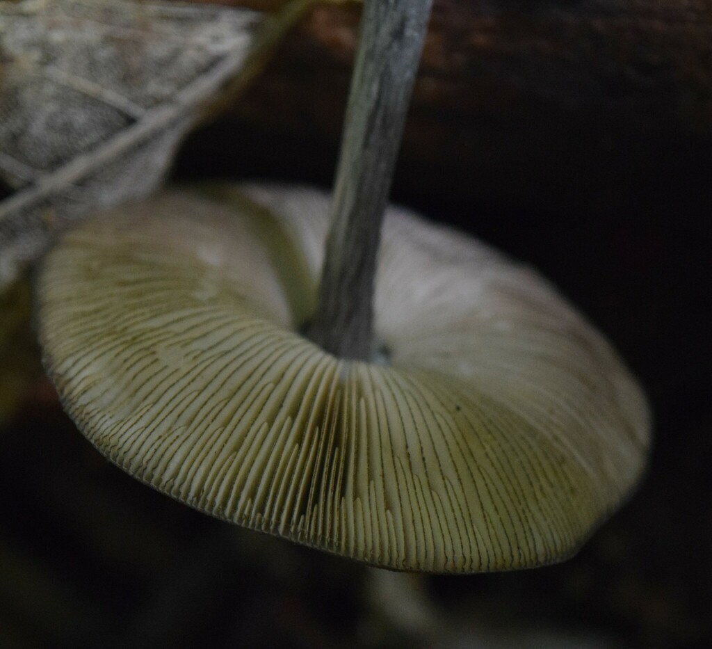 Pluteus velutinornatus · March 2025 · photo: © davidwhyte (iNaturalist, cc-by-sa)