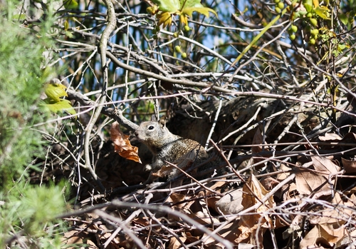 iNaturalist observation photo of California Ground Squirrel