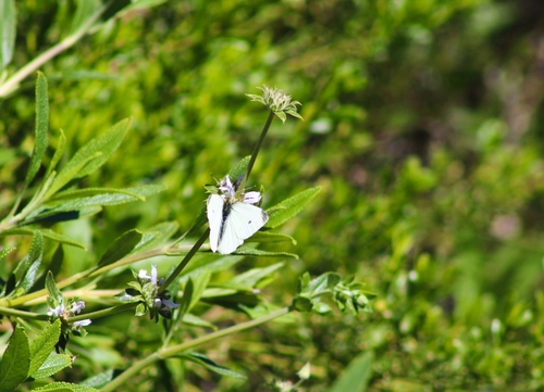 iNaturalist observation photo of Small White