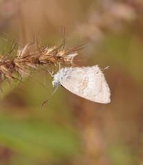 Theclinesthes miskini