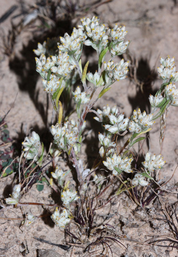 woolly sunray (Rhodanthe uniflora)