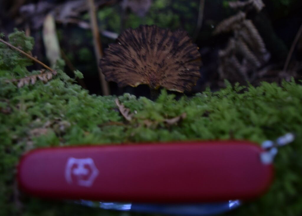 Polyporus xerophyllus · March 2025 · photo: © davidwhyte (iNaturalist, cc-by-sa)