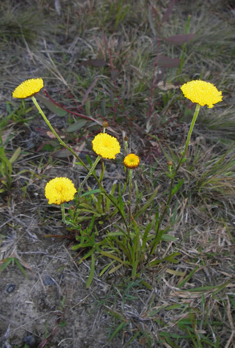 heath wrinklewort (Rutidosis heterogama)
