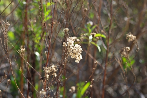 iNaturalist observation photo of mule fat