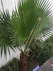 Chamaerops humilis