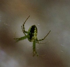 Mangora maculata