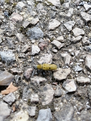 Chlorophorus glabromaculatus