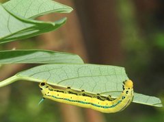 Macroglossum passalus