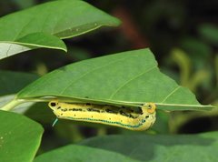 Macroglossum passalus