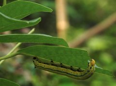 Macroglossum passalus