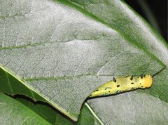 Macroglossum passalus