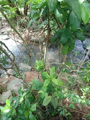 Excoecaria agallocha