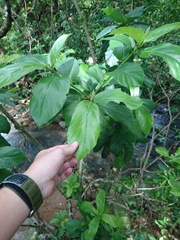 Excoecaria agallocha