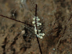 Eubranchus putnami
