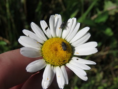 Odontocorynus