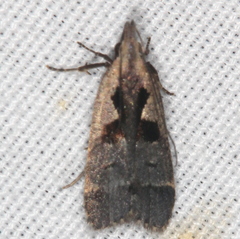 Dichomeris setosella