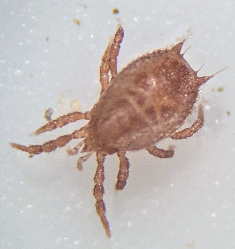 Sejus togatus