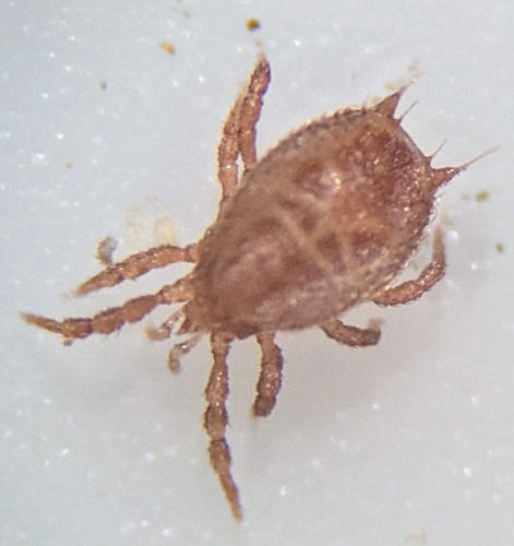 Sejus togatus