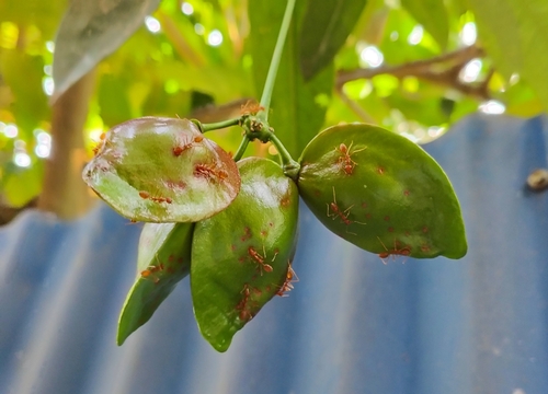 Image of Quassia indica by (c) renjus box, some rights reserved (CC BY)
