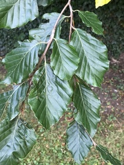 Fagus sylvatica