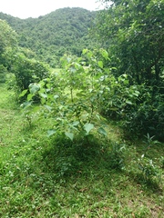 Mallotus paniculatus