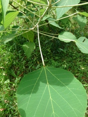 Mallotus paniculatus