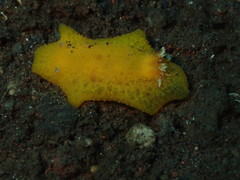 Sclerodoris tuberculata