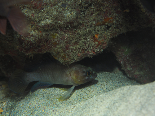 Plesiops insularis observed 2025-01-30