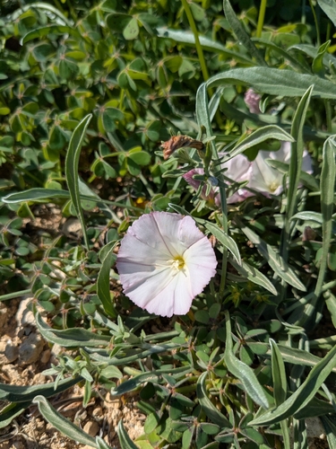 Image of Convolvulus lineatus by (c) Rhonda Ridley, some rights reserved (CC BY-SA)
