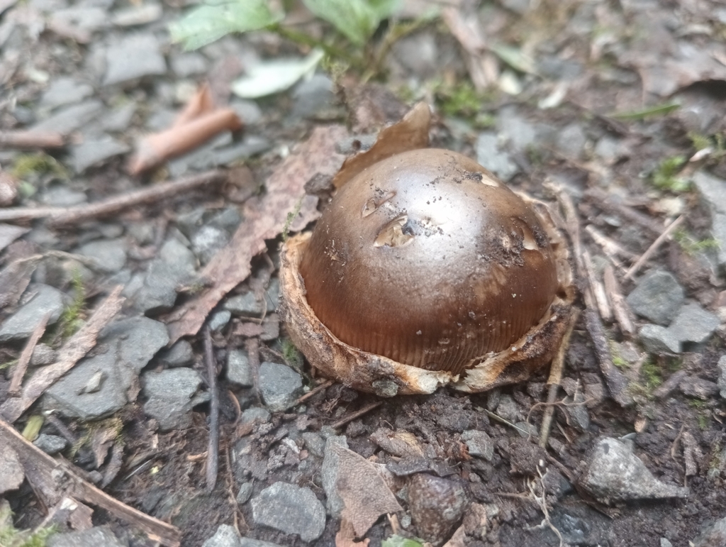 Amanita pekeoides · March 2025 · photo: © john_barkla (iNaturalist, cc0)