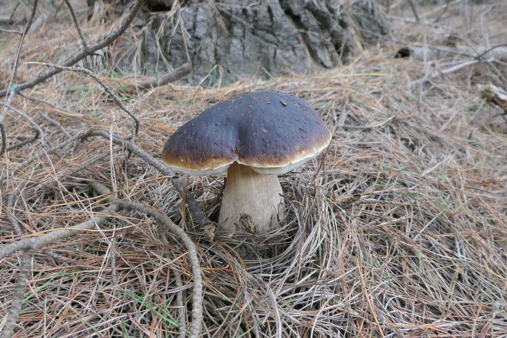 Boletus edulis · March 2025 · photo: © derek_onley (iNaturalist, cc-by-nc)