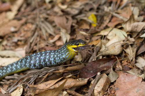 Common Tree Snake sighting
