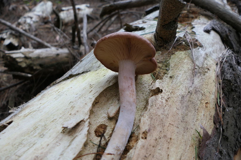 Lactarius rufus · March 2025 · photo: © derek_onley (iNaturalist, cc-by-nc)