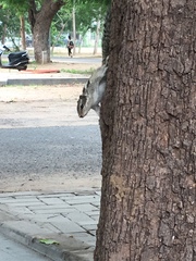 Funambulus pennantii