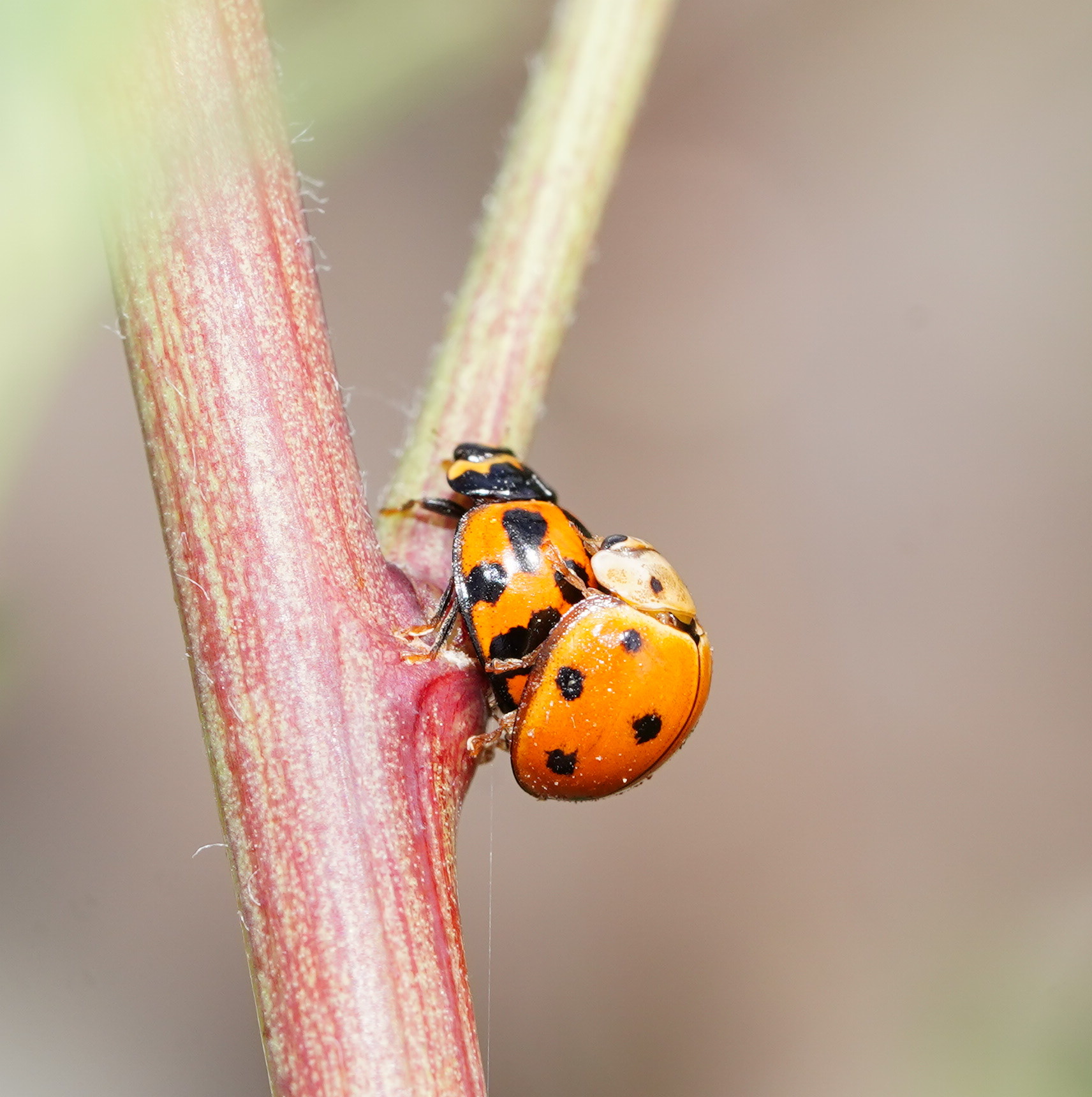 Photos of Variable Ladybird Beetle (Coelophora inaequalis) · iNaturalist