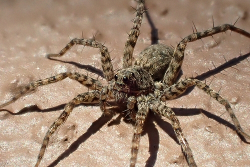 Spotted Wolf Spider