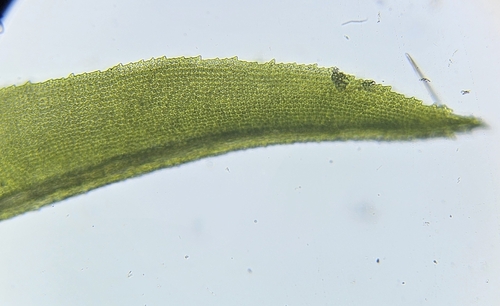 Image of Transparent Fork-Moss (Dichodontium pellucidum) by (c) Helen Waterman, some rights reserved (CC BY)
