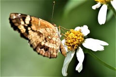 Anthanassa frisia