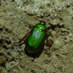 Chrysina lecontei