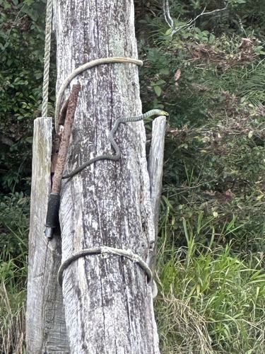 Common Tree Snake sighting