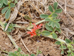 Indigofera linnaei