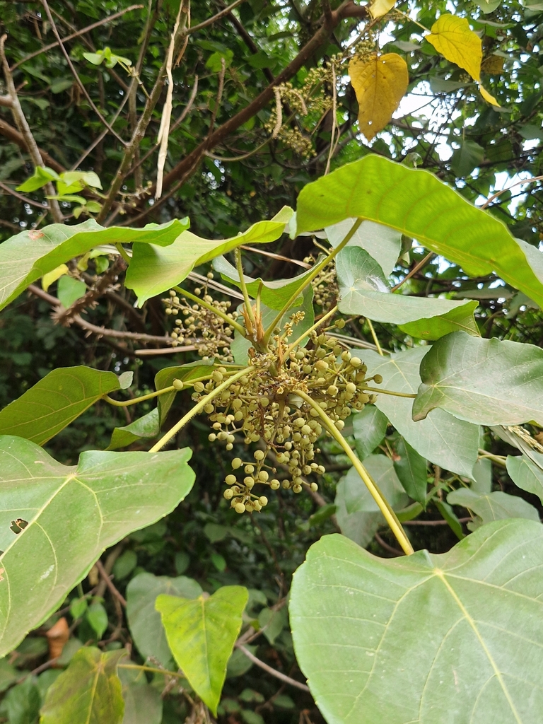 Macaranga kilimandscharica