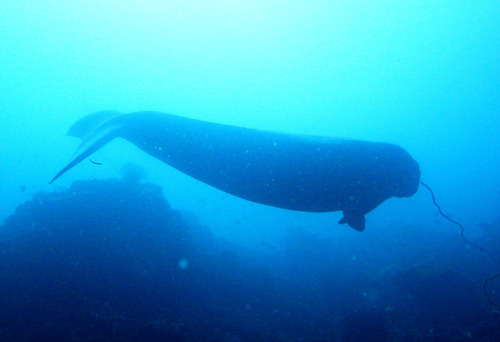 Dugong dugon