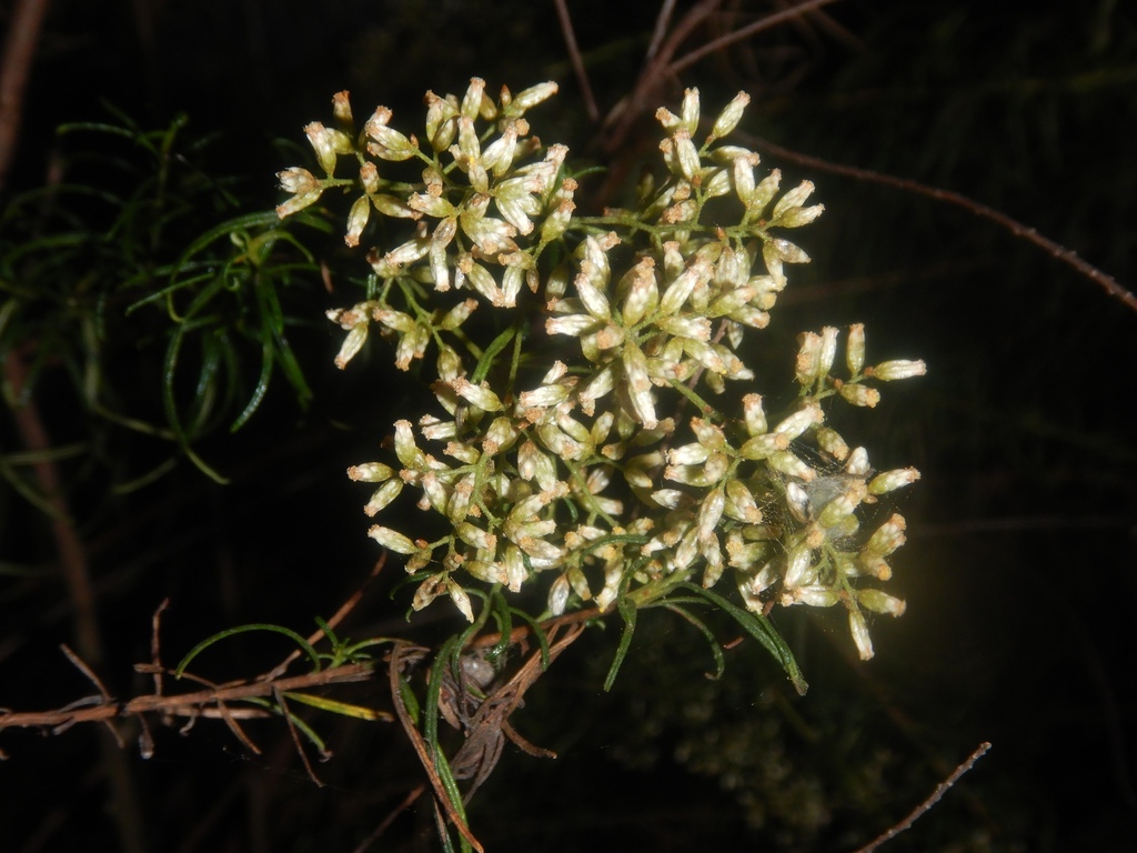Cassinia quinquefaria; photograph (c) Bryce Watts-Parker, some rights reserved (CC BY)