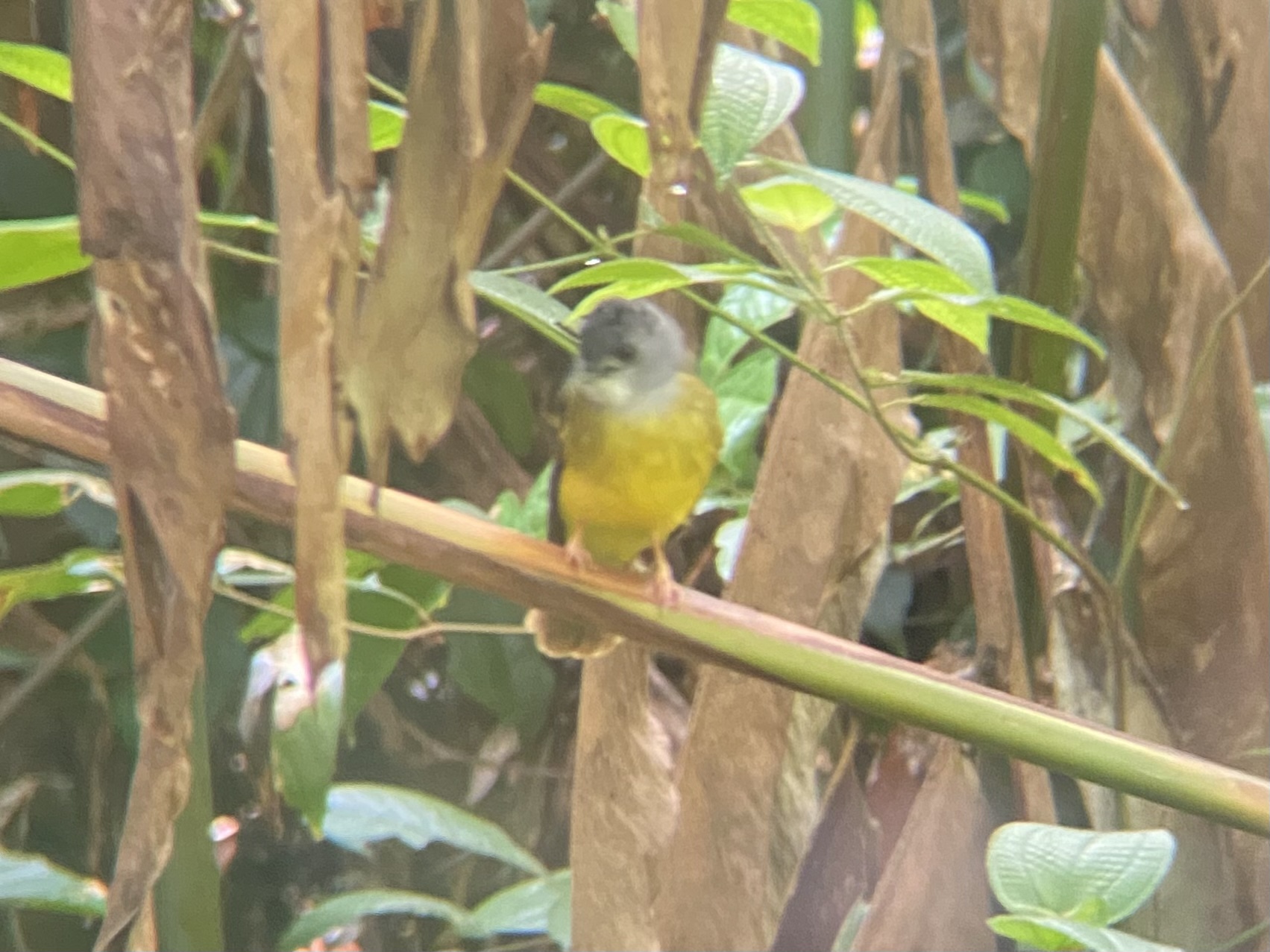 Yellow-bellied Bulbul (Alophoixus phaeocephalus), photo 3