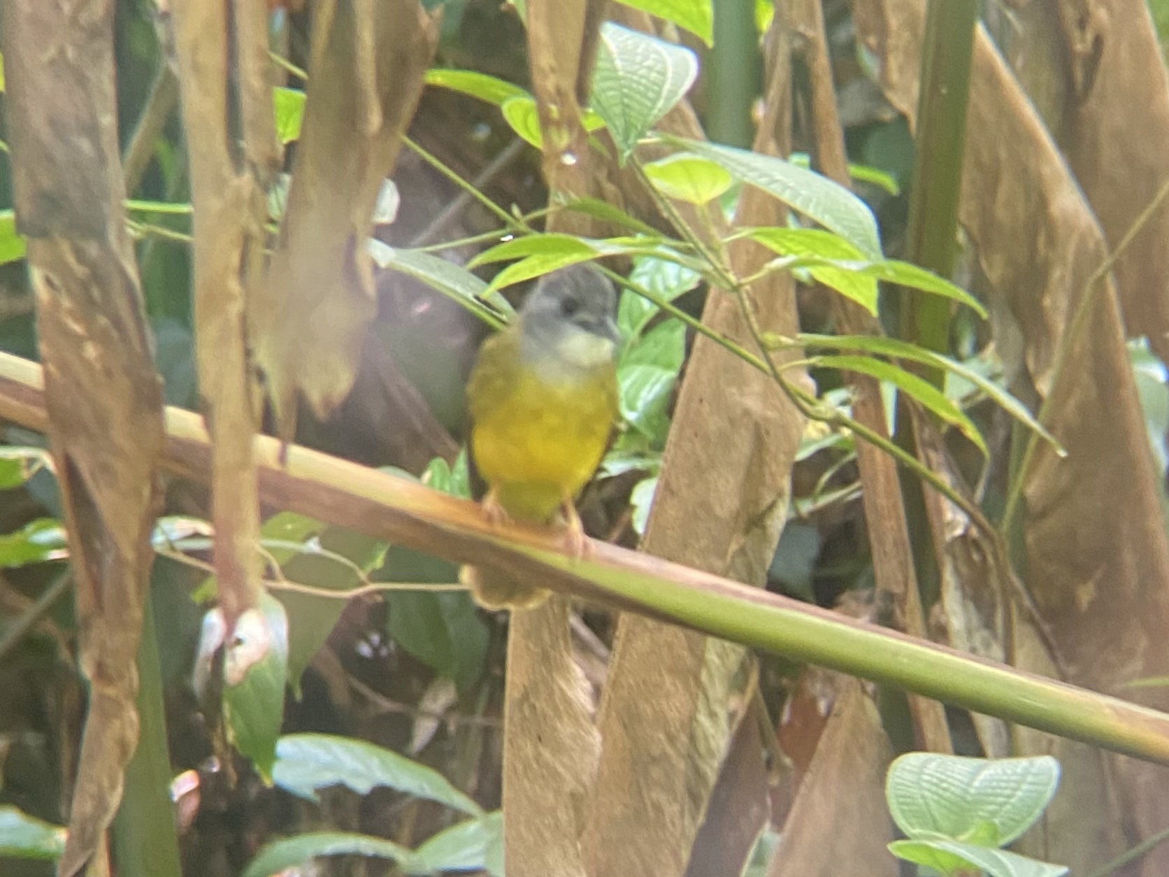 Yellow-bellied Bulbul (Alophoixus phaeocephalus), photo 4