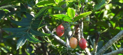 Harpephyllum caffrum