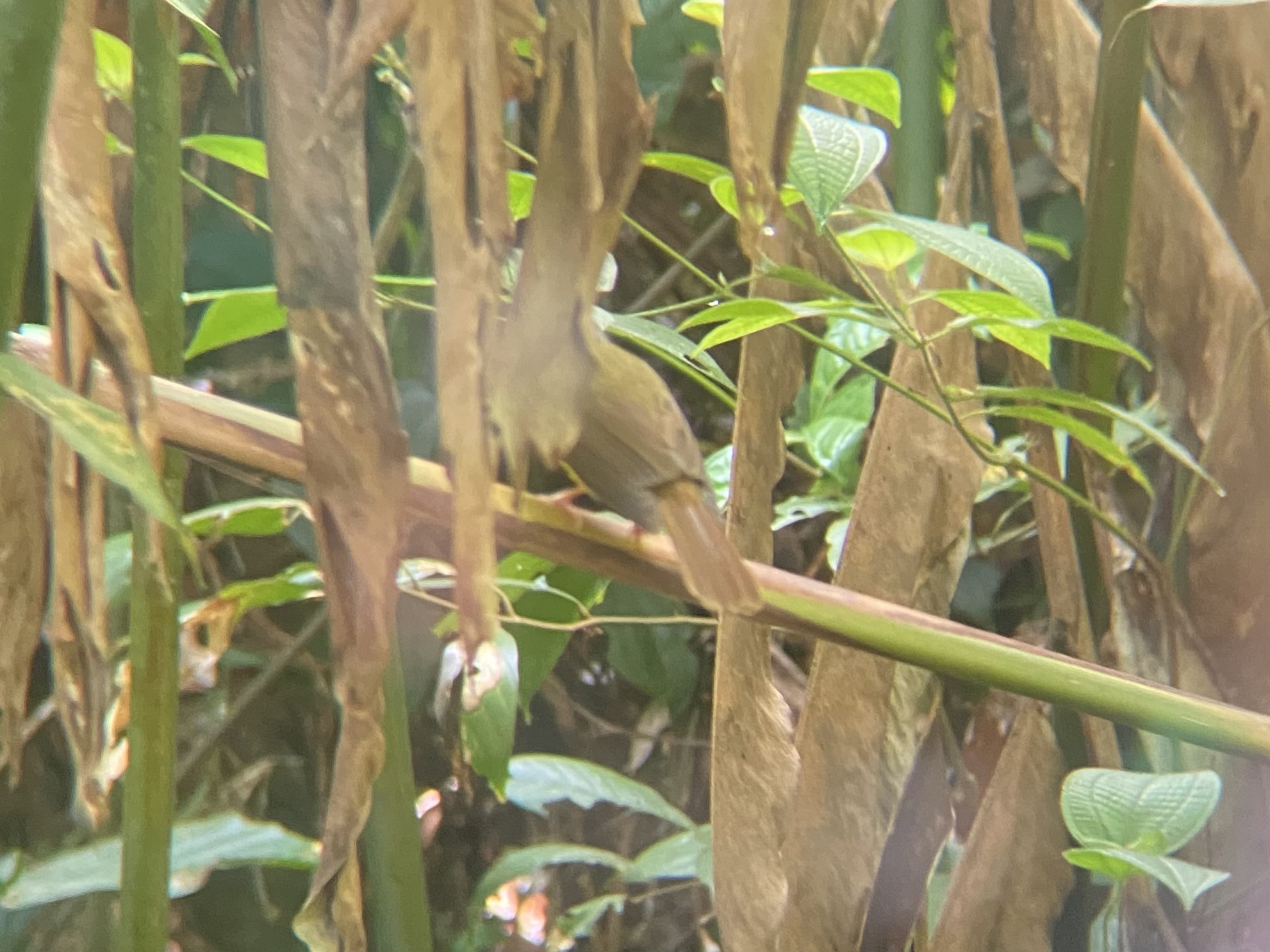 Yellow-bellied Bulbul (Alophoixus phaeocephalus), photo 5