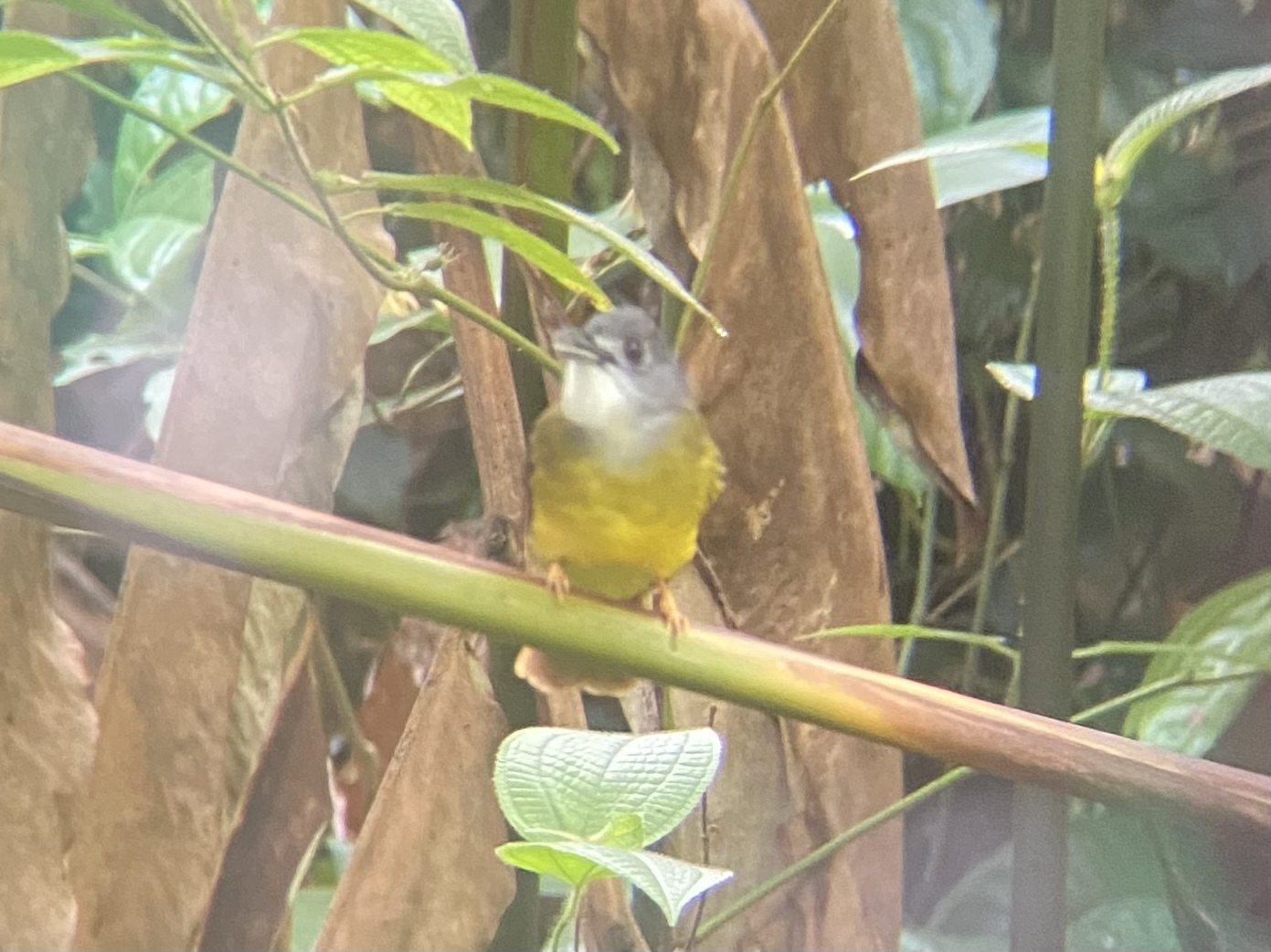 Yellow-bellied Bulbul (Alophoixus phaeocephalus), photo 2
