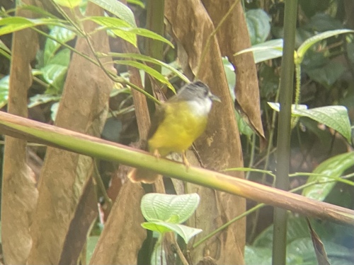 Yellow-bellied Bulbul (Alophoixus phaeocephalus), photo 10